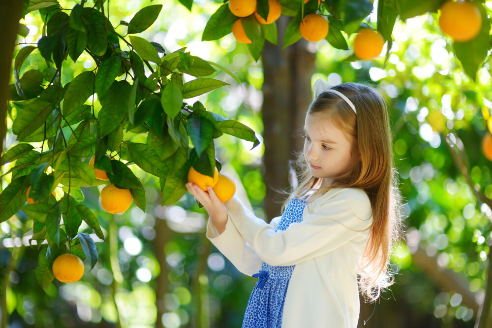 Árbol de naranja: Todo lo que querías saber sobre el naranjo
