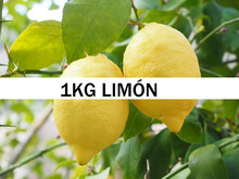 Comprar Limones de Valencia | Naranjas Daniel