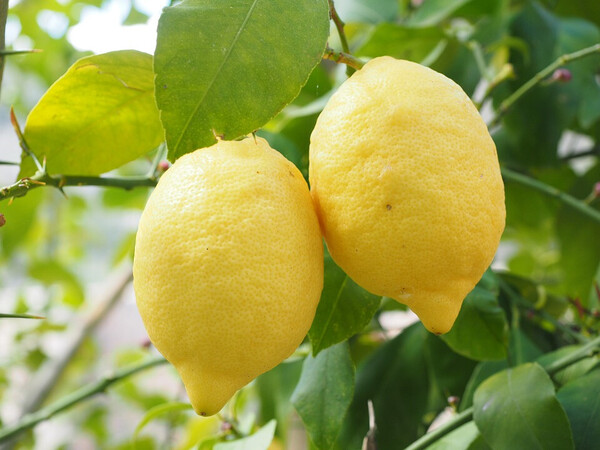 Valencian Lemons