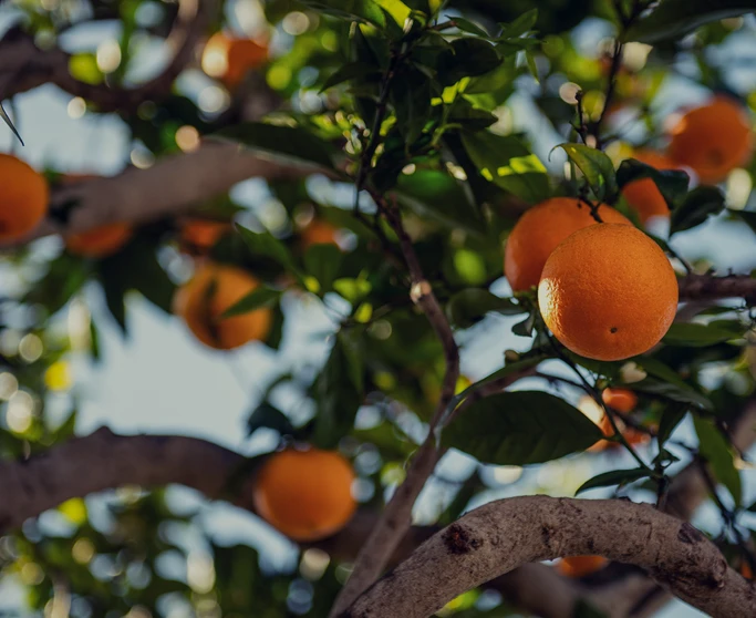 Naranjas Valencianas. Las mas dulces y saludables